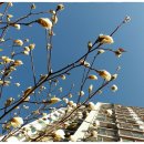 목련약국 이미지