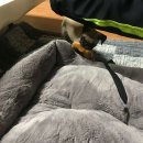 베베독 강아지분양 대구본점 이미지