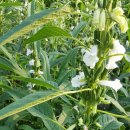 은정농장 이미지