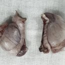 로이종합동물병원 이미지