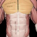 허니머슬짐 이미지