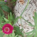 소백정원 이미지