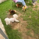 하비펫샵 이미지