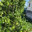 진산대로 이미지