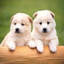 행복한강아지 이미지