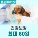 도그마루 강아지 고양이 양산화명점 이미지