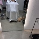 댕댕이 커트방 이미지