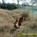 동혜농장 이미지