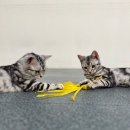 고양이전문점 허니캣 이미지