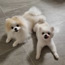 트레밍MM | 나의앙뚜일기2022｜귀여운건 나누라 했다❤