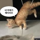짐 410 이미지