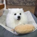견생냥품무인24시군산디오션시티점 | [군산 조촌동] 견생냥품 무인 24시 디오션시티점 방문