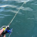 태안호스릴-80 | 9월 주꾸미 금어기 해제 갑오징어 낚시 경량 베이트 릴 금양피싱 신형 에포크 300 추천