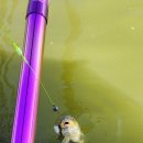 호암지낚시터 이미지