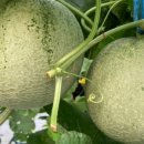 쑤니네 농장 이미지