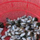 쉬어가 | 목포 달리도 쉬어가 펜션 복층 2｜달리도 가는 방법 배시간 그리고 숙소 후기