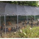 경진초등 이미지