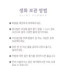 아만다플라워