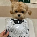 [강아지옷추천] 귀여운 옷이 많은 마이티피플에서 블랙 미니 원피스 구매 후기