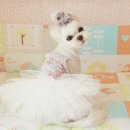 안나 제니 펫샵 이미지