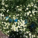 인보목장 이미지