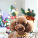 모리펫샵 이미지