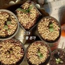 파라소피