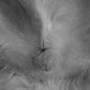 서현 동물병원 이미지