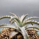 dyckia Pale Ryder 대품 이미지