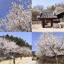 공원경로당 | 대전 꽃구경 우암사적공원 벚꽃 스팟 아이랑 가볼만한곳