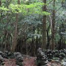 피톤치드 이미지