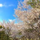 웅천청소년문화공원 | 아산 당림미술관 보다 숨은 벚꽃명소 문화공원 거북선놀이터 추천 후기