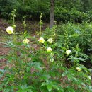 산골농장 이미지