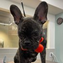 봉이네 애견미용 이미지