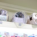 버블독스 이미지