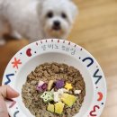 맘마독 | 만 13살 강아지 맘마 🍽 고민 ➿️ 저지방은 안되는 것 같아요 / 룰루키친 오리 후기 /스몰배치 터키 후기