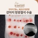 동아엑스레이(X-RAY)메디컬 | 강아지 혈뇨, 세균성 방광염, 방광결석 수술, 신당/금호/약수 동물병원, 애니컴메디컬센터
