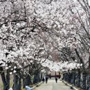봄날 - 전주시 완산구 서학3길 44 | 봄날