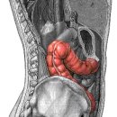 ascending and transverse colon(오름 및 가로주름창자) 이미지