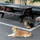 아이비오토캠핑장 이미지