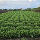 아침이슬팬션 이미지