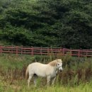 팜핑제주 이미지