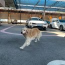 루이네워시존 | [화성시 반월동]반월동손세차장 루이네워시존 후기