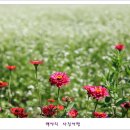 메밀꽃필무렵 이미지