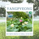 연코스메틱 | 양평 두물머리 연꽃 피는시기 연핫도그 전시회 데이트 볼거리