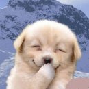 개나리 멍멍 이미지