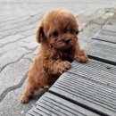 아이러브독 서초점 | 13년 전통! 인천 아이러브독, 행복한 반려견과의 첫 만남부터 든든한 사후관리까지!