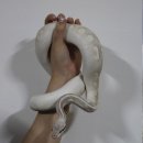딥파이톤