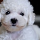 리사앤루이 프리덤 이미지