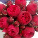 레드피아노 이미지